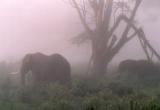 Elephants in the Mist