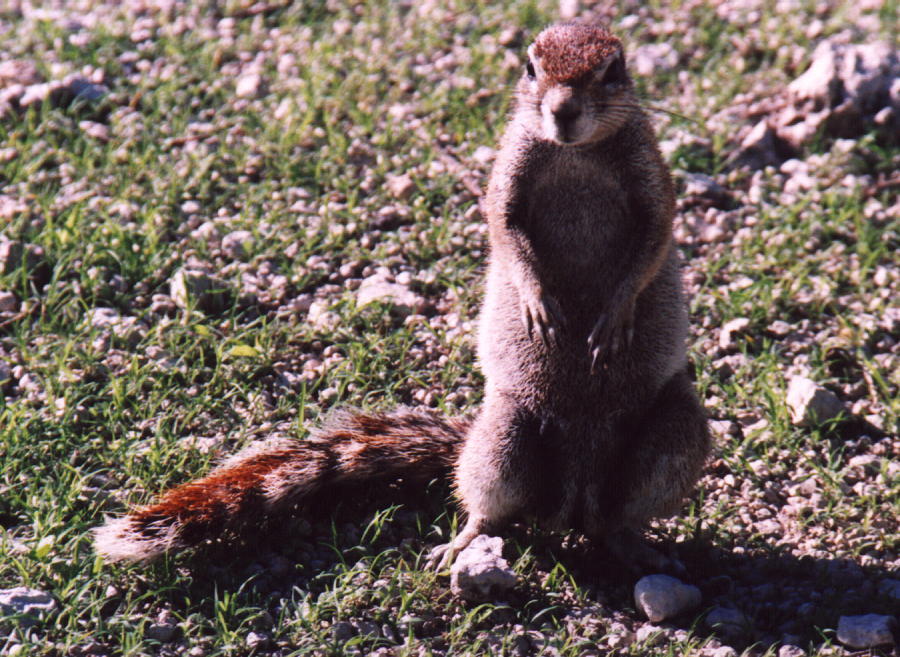 Ground Squirrel