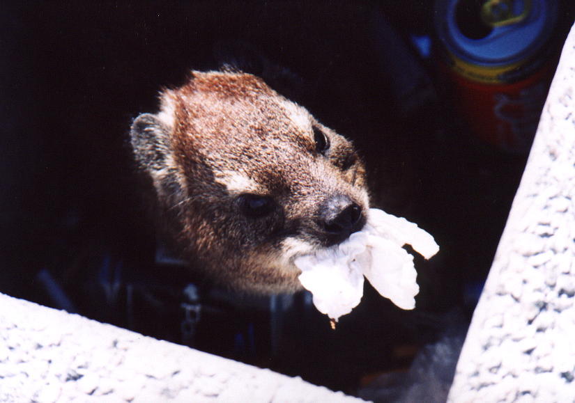 Hyrax in Bin