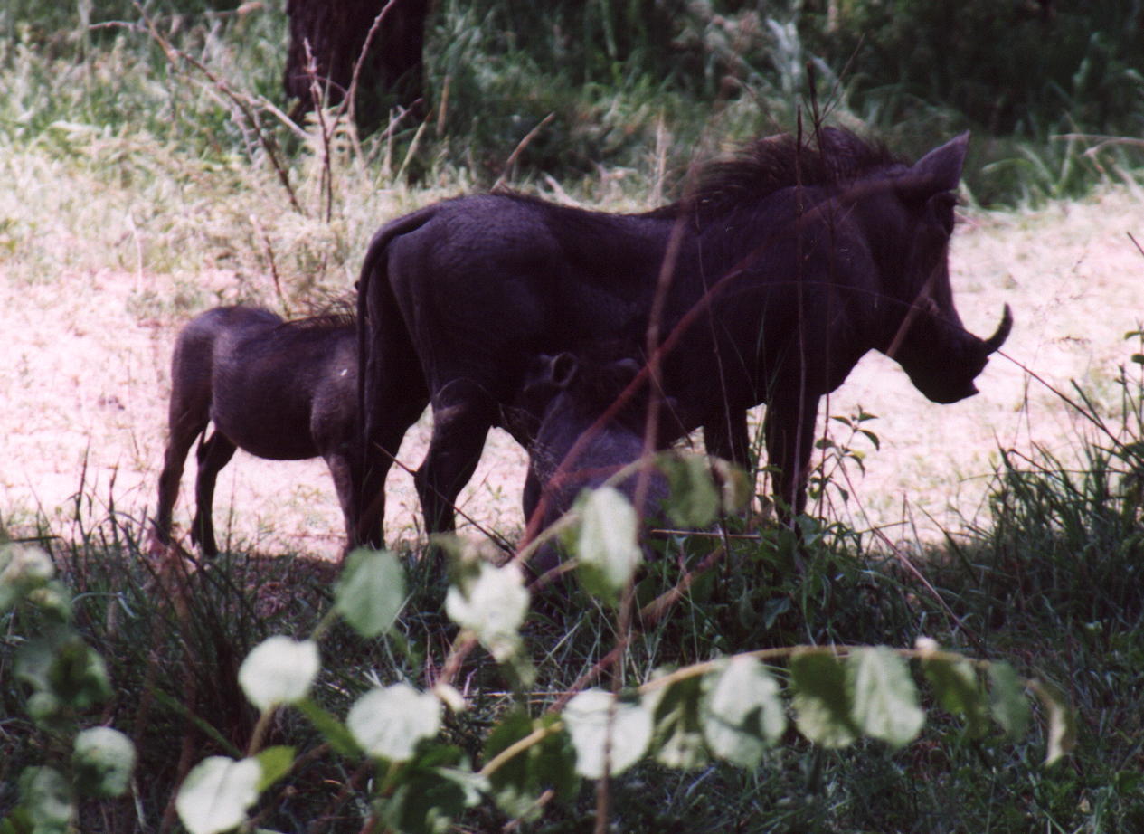 Warthog Silhouettes