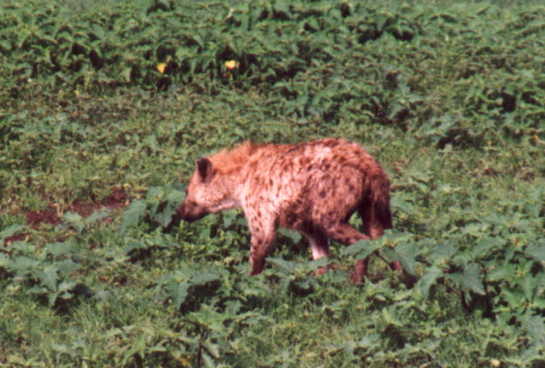 Spotted Hyena