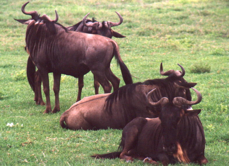 Relaxed Wildebeest