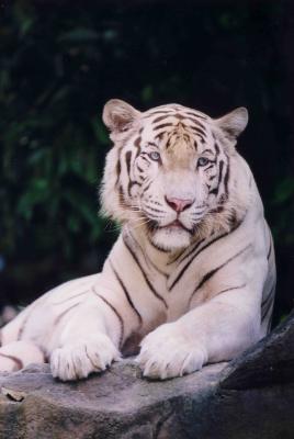 tiger_small.jpg