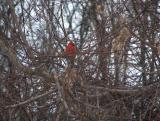 Cardinal Hidden on Tree Branches