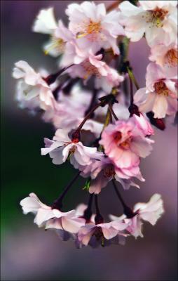 Spring Blossoms