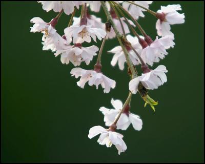 And More Blossoms