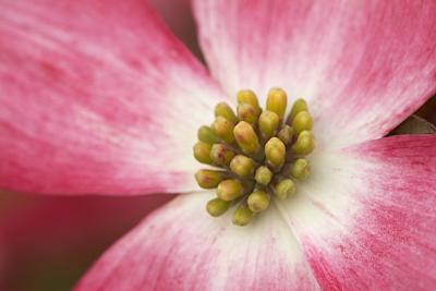 Dogwood Closeup