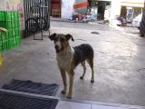 La Paz Bolivia stray dog
