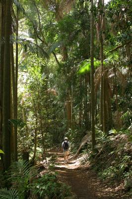 Fred walking in sunlight at Mt Warning