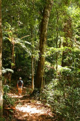 Fred in rainforest at Mt Warning