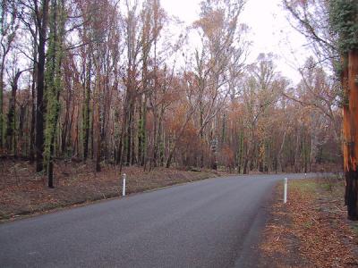 Road with bush web.jpg