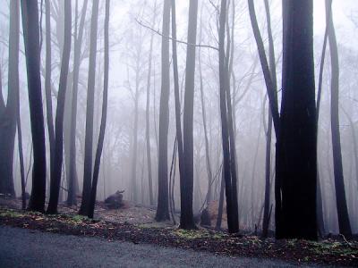 Best mist trees.jpg