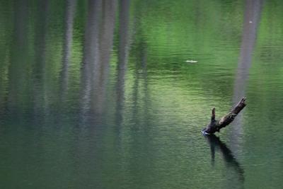 Branch in water with reflection