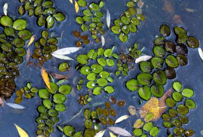 water lily leaves