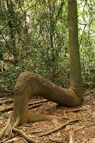 Bent tree in rain forest
