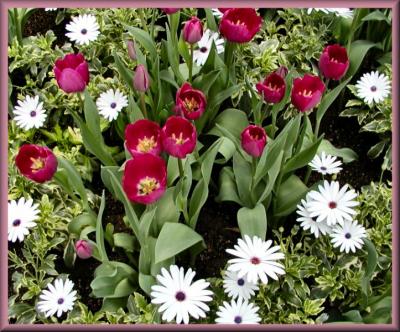 Tulips and Daisies