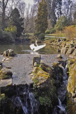Swan.jpg