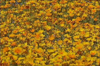 Mexican Gold Poppies