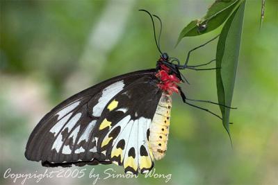 Common-Birdwing.jpg