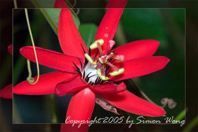 Flower macro
