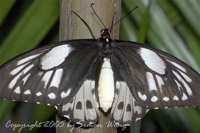 Huge butterfly