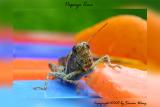 Grasshopper