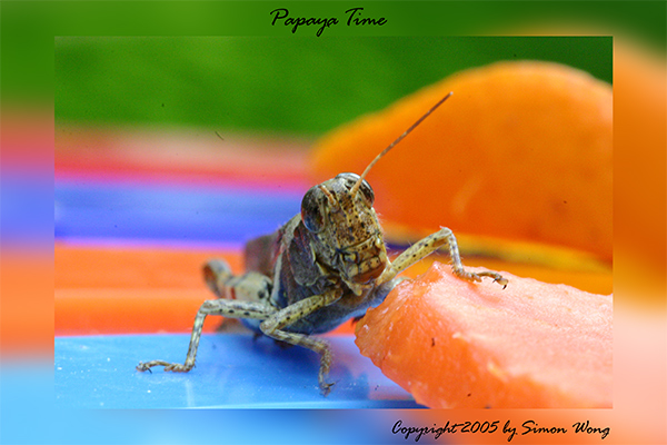 Grasshopper
