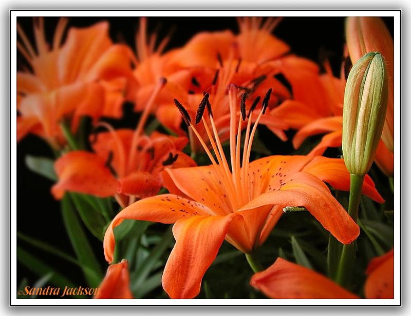 Orange Tiger Lilies