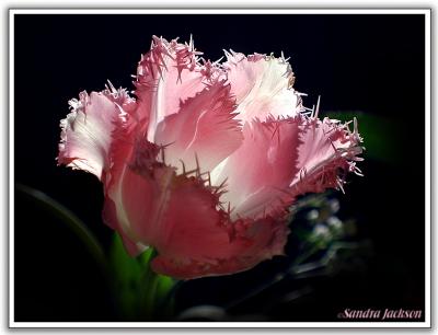 Frilly tulip
