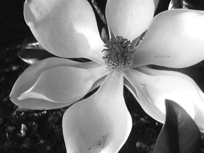 Magnolia_0028 Small.jpg