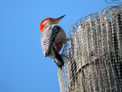 Red Bellied Woodpecker