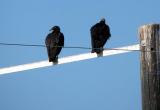 Black Vultures