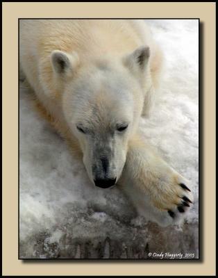 Polar Nap