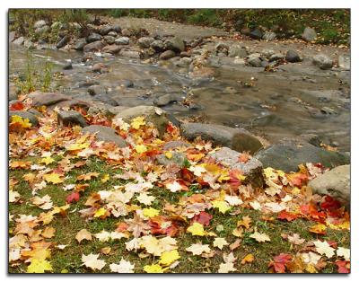 Maple leaves by the stream