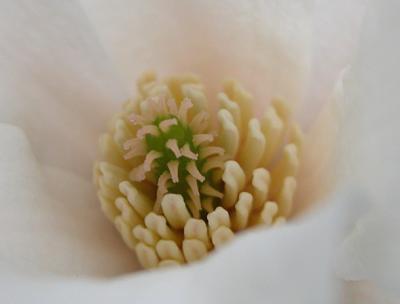 Whie-Blossom-Macro.jpg