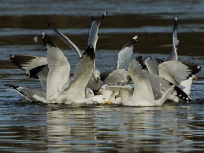 GullGang.jpg