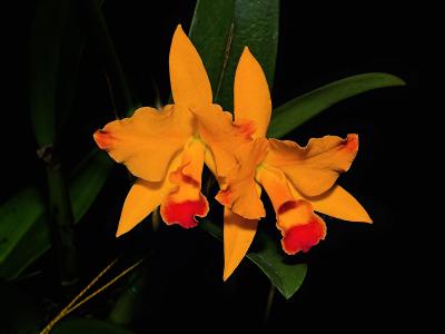 Greater Omaha Orchid Society Show & Sale