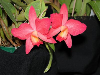 V0010664.jpg