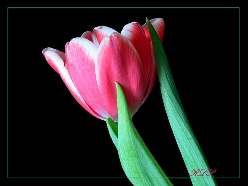 Tulip2.jpg