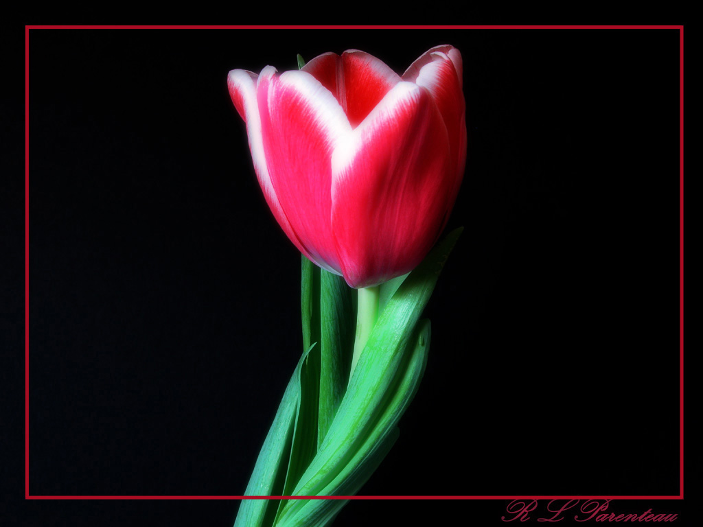 Tulip1diffuseLine.jpg