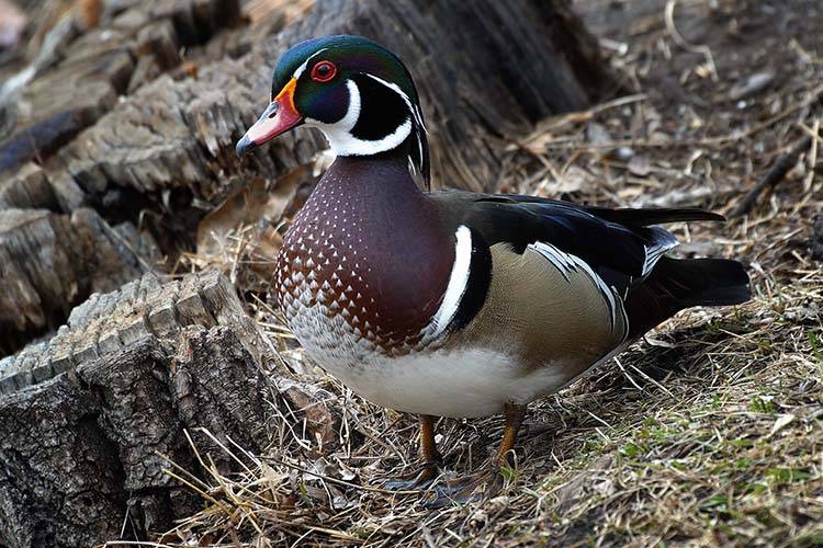 Woodduck