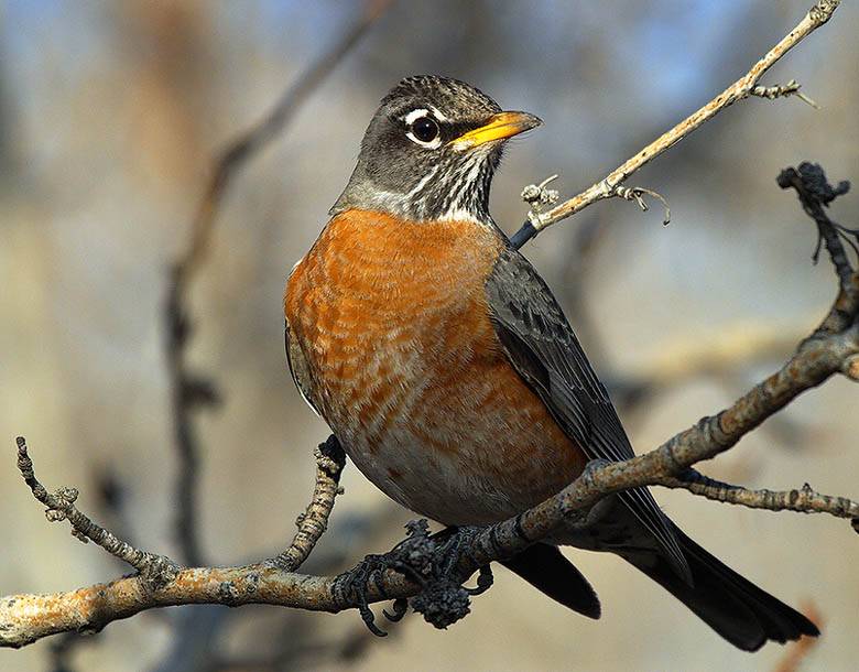 American Robin