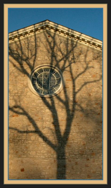 Shrine to the Sycamore 2