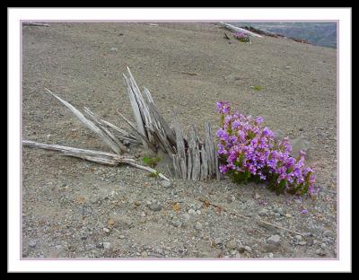 Mt St Helen's - Life and Death