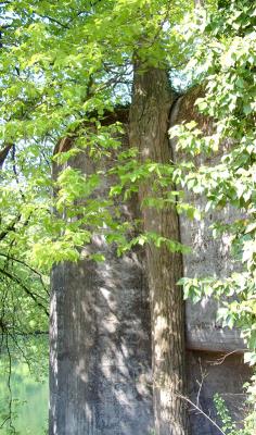 Rhine-3.jpg