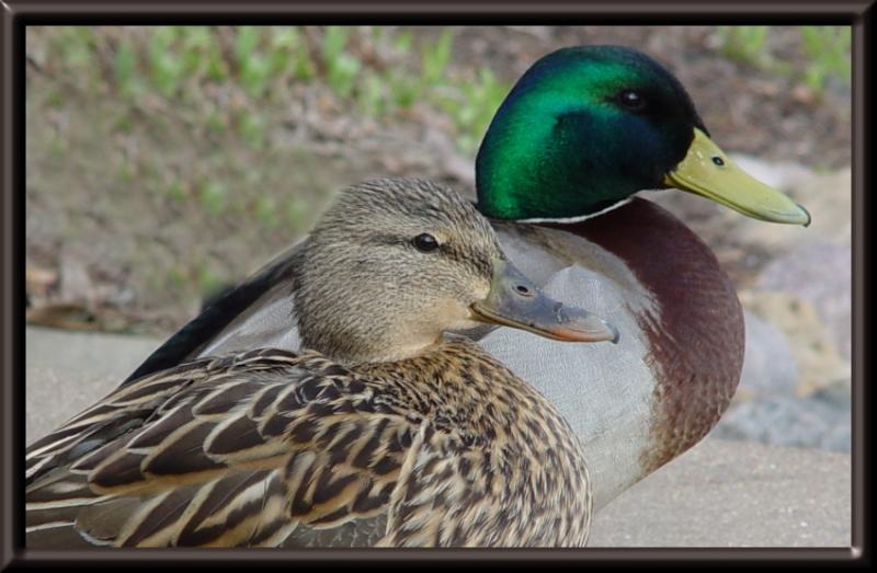 <b>Getting My Ducks in a Row</b><font size=1><br><a href=http://www.pbase.com/707er>by Jeff D</a></font>