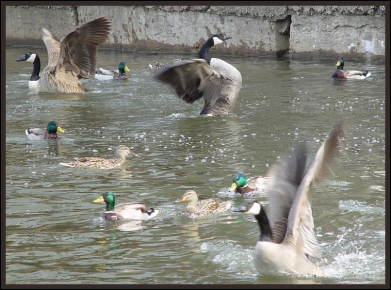 <b>Fervent Featheration</b><font size=1><br><a href=http://www.pbase.com/707er>by Jeff D</a></font>