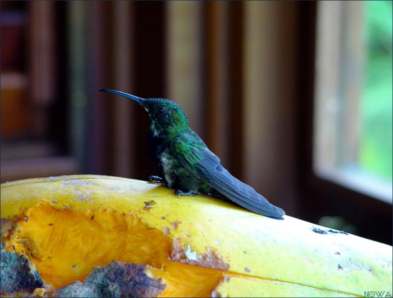 hummer on a rat track..by irish_eye
