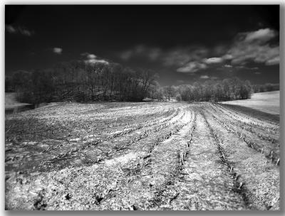 IR Corn Rows by Roberta F.