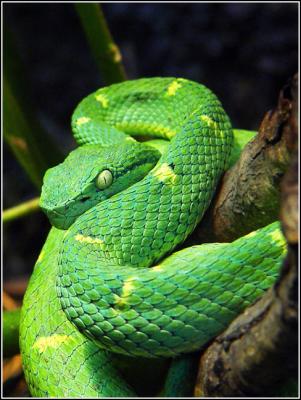Dangerous Curvesby Carlos Chacon